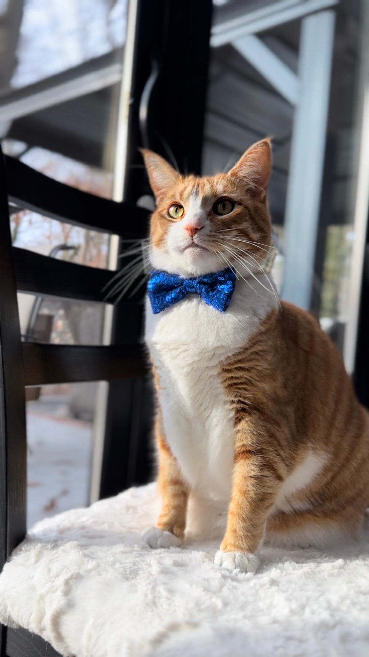 Diesel, an orange and white cat wearing a blue bow tie